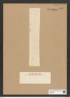 Diatomeae indet. Zeichnungen Sammlung Grunow Nr. 5508 (NHMW-BOT-W0373949)